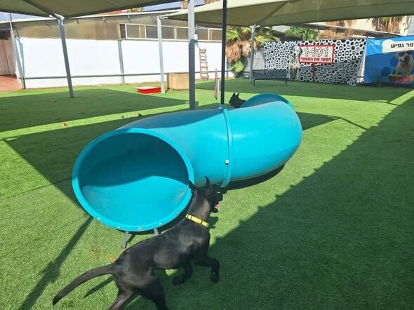 צילום מתוך דף הפייסבוק שרות וטרינרי עיריית פתח תקווה