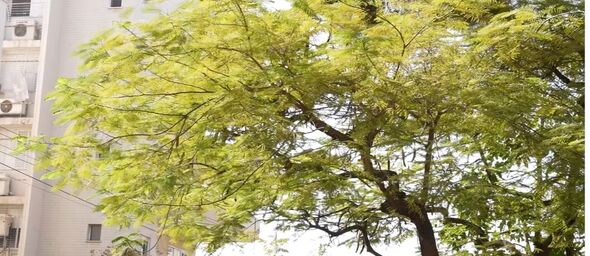 צילום מתוך דף הפייסבוק עיריית פתח תקווה