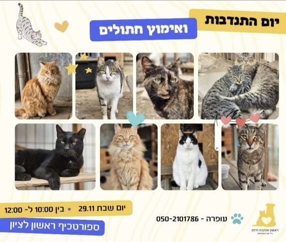 צילום מתוך דף הפייסבוק עמותת ראשון אוהבת חיות