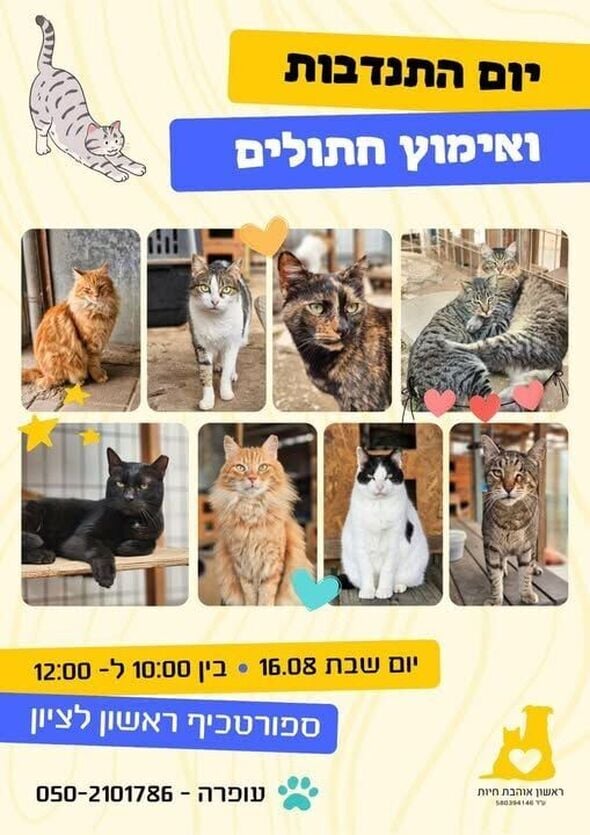 צילום מתוך דף הפייסבוק עמותת ראשון אוהבת חיות