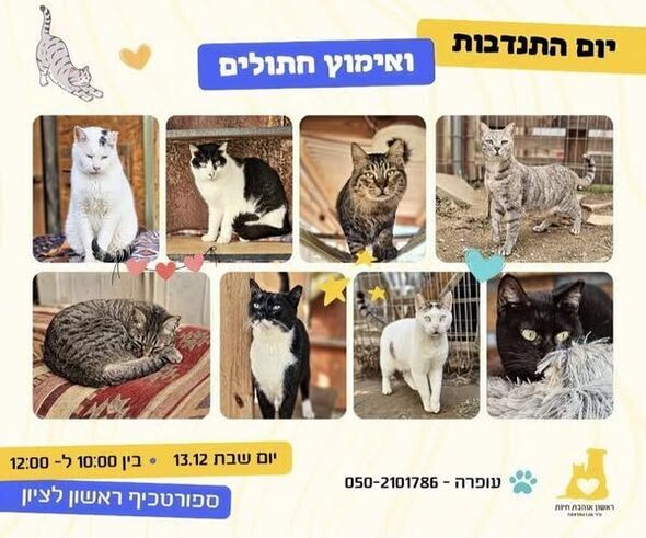 צילום מתוך דף הפייסבוק עמותת ראשון אוהבת חיות