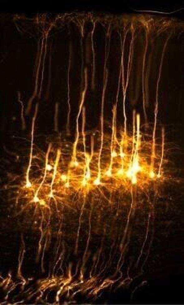 צילום מתוך דף הפייסבוק משרד החדשנות, המדע והטכנולוגיה