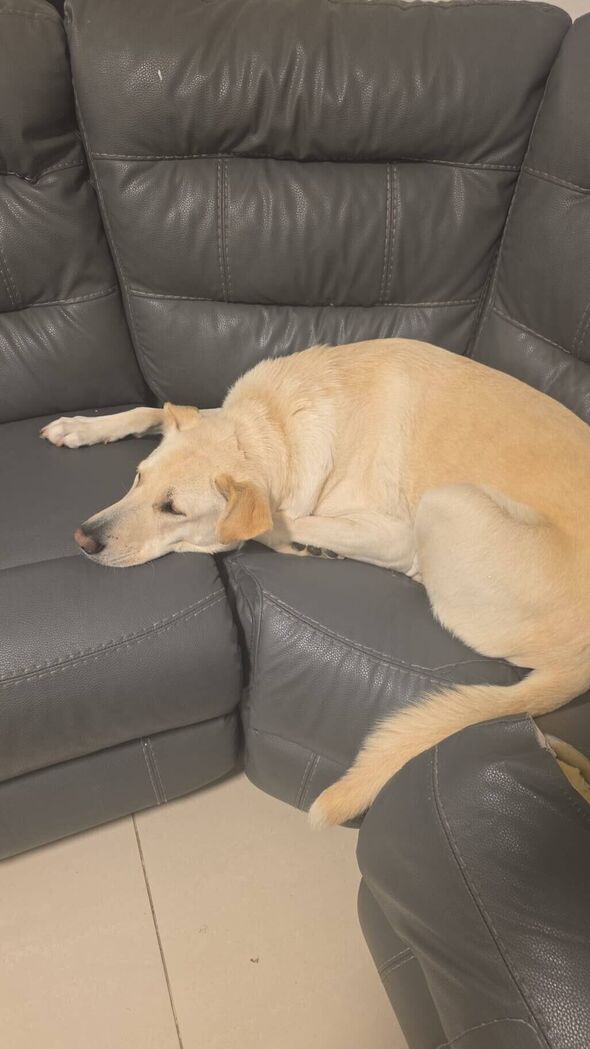 צילום מתוך דף הפייסבוק עמותת ראשון אוהבת חיות