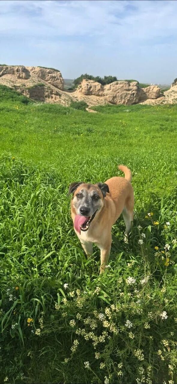 צילום מתוך דף הפייסבוק עמותת ראשון אוהבת חיות