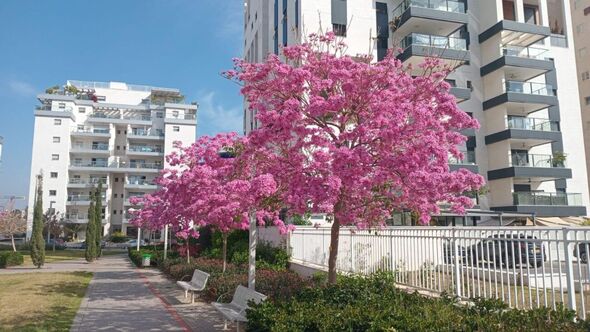 צילום מתוך דף הפייסבוק רמי גרינברג