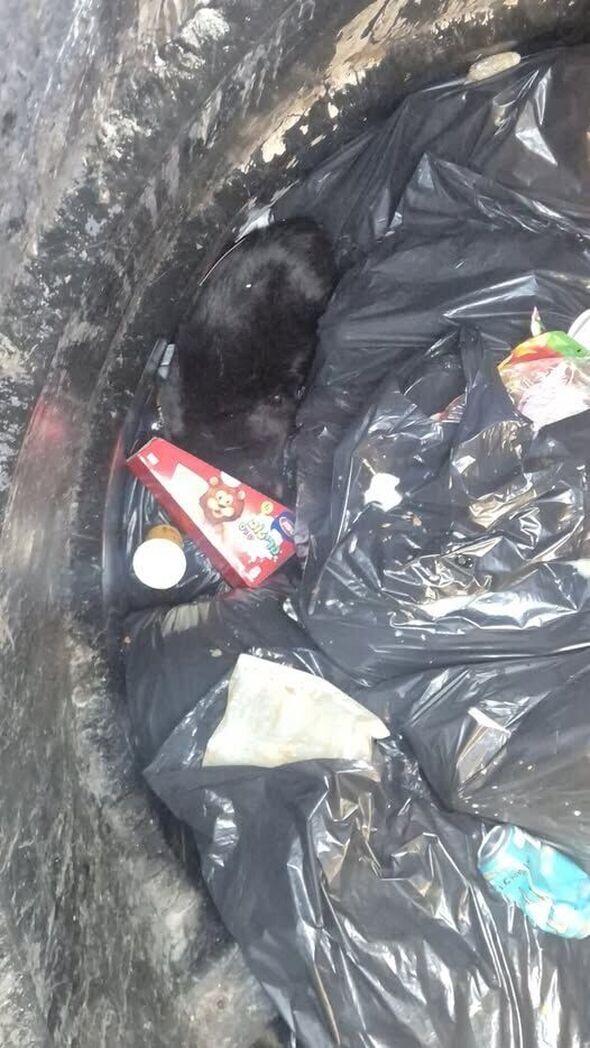 צילום מתוך דף הפייסבוק שרות וטרינרי עיריית פתח תקווה