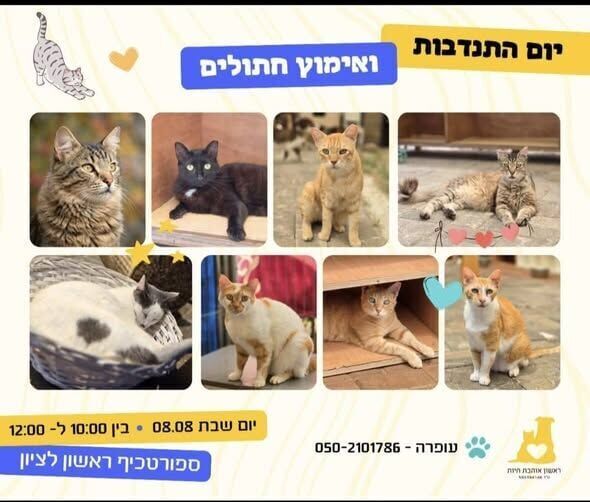 צילום מתוך דף הפייסבוק עמותת ראשון אוהבת חיות