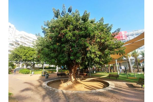 עץ הפיטולקה הנטוע בגן המושבה