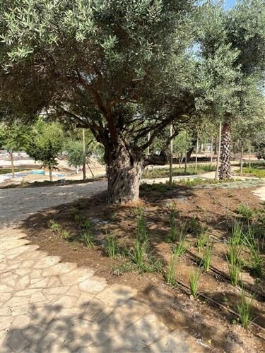 צילום: אורי לווינגר עבור סטודיו אורבנוף 