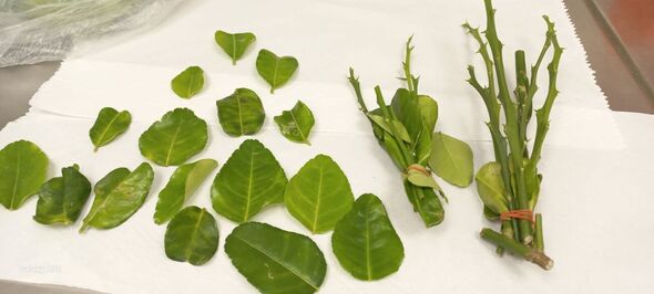 צילומים: משרד החקלאות וביטחון המזון