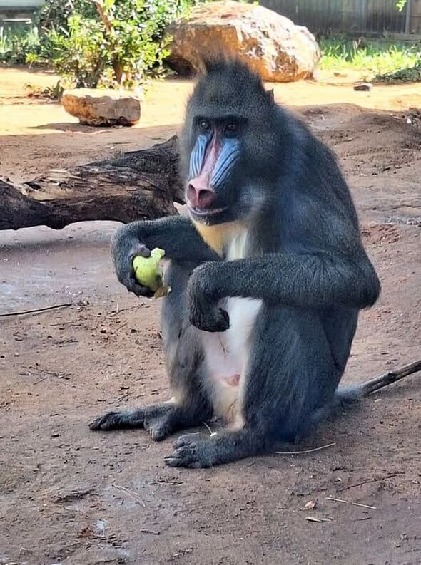 צילום מתוך דף הפייסבוק ספארי רמת גן  Ramat Gan Safari