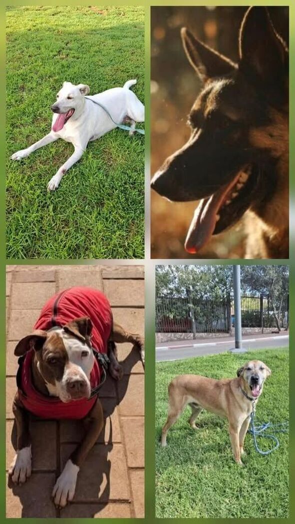 צילום מתוך דף הפייסבוק עמותת ראשון אוהבת חיות