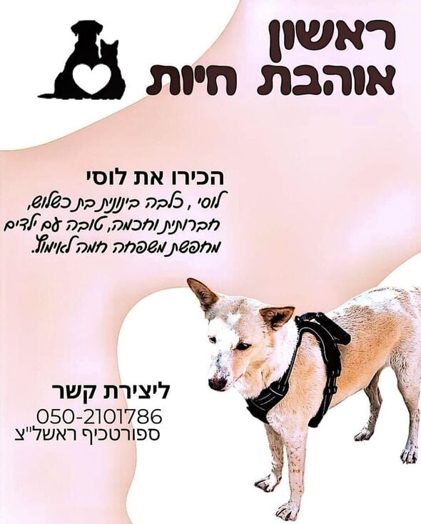 צילום מתוך דף הפייסבוק עמותת ראשון אוהבת חיות