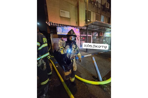 אלן מלכה