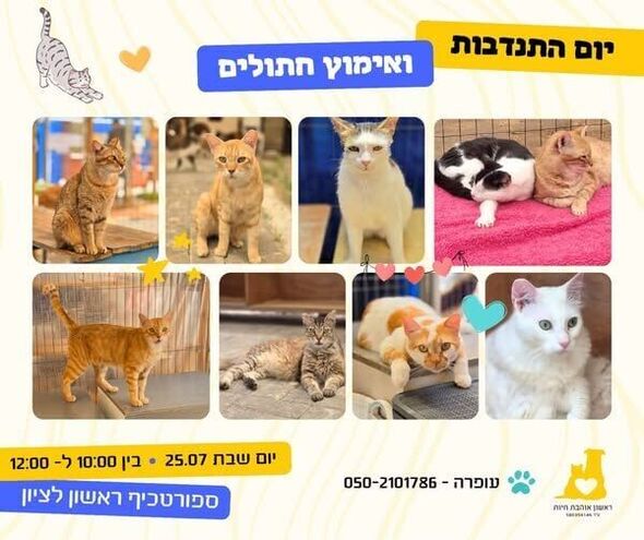 צילום מתוך דף הפייסבוק עמותת ראשון אוהבת חיות