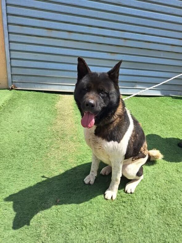 צילום מתוך דף הפייסבוק שרות וטרינרי עיריית פתח תקווה