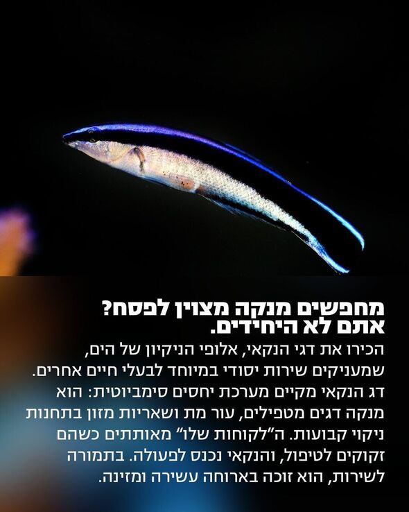 צילום מתוך דף הפייסבוק מוזיאון הטבע ע״ש שטיינהרדט, אונ' תל אביב