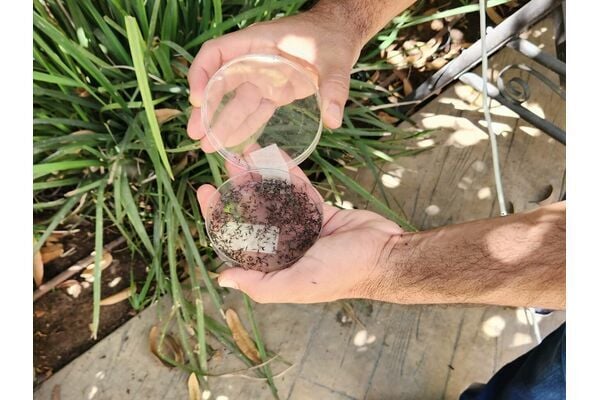 תמונת ארכיון עיריית ראשון לציון