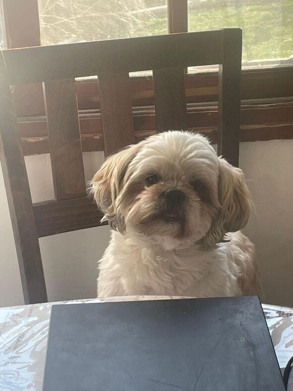 צילום מתוך דף הפייסבוק עמותת ראשון אוהבת חיות